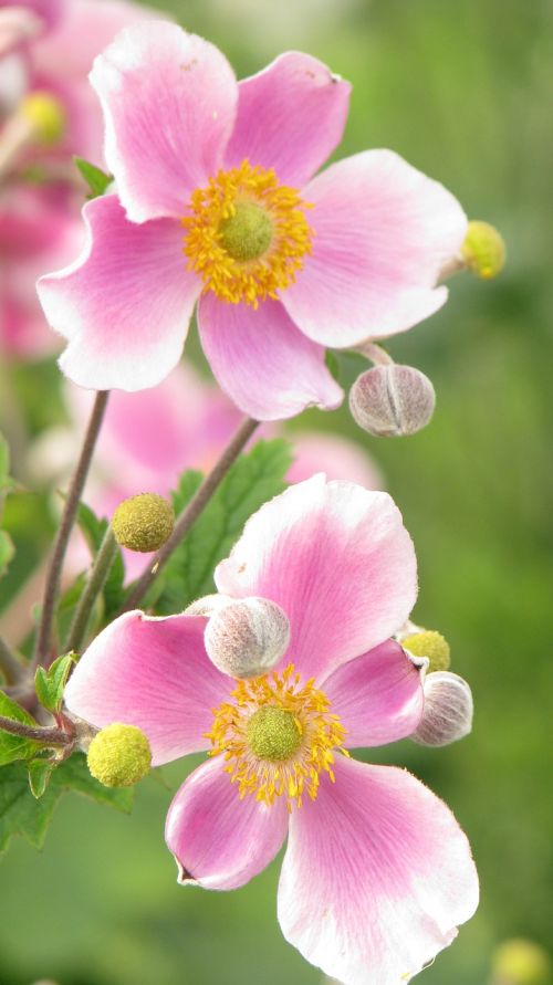 flower spring plant