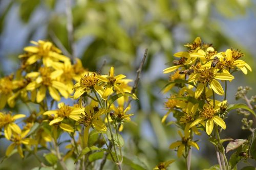 flower bee yellow