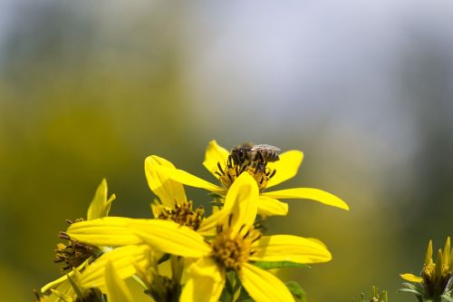 flower bee yellow