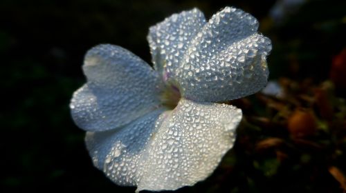 flower morning dewdrop
