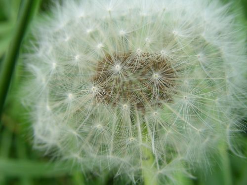 flower dandelion