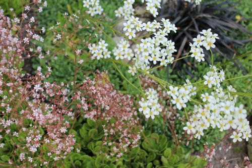 flower alpine garden