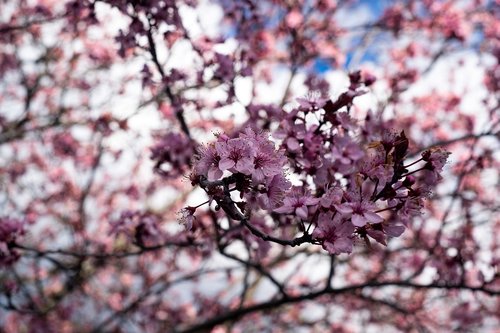 flower almond tree  nature  spring