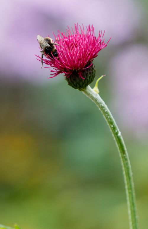 Flower And Bee