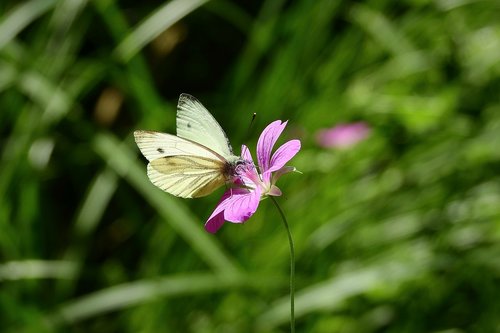 flower and butterfly  nature  summer