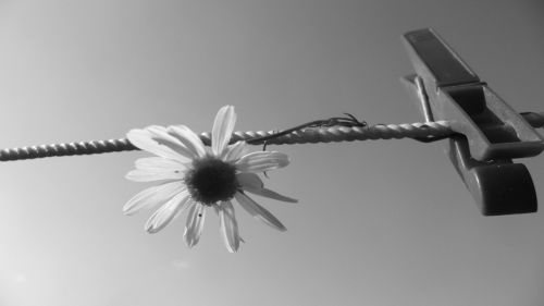 Flower And Clothespin