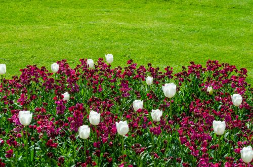 Flower And Green Grass