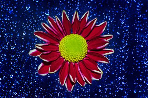 Flower And Raindrops