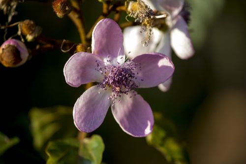 flower annatto flower gardening