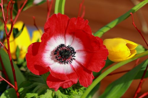 flower arrangement red yellow spring