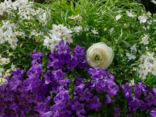 flower arrangement  bellflower  buttercup white