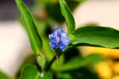 flower asia douro flower blue flower