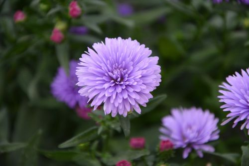 flower aster purple flower nature