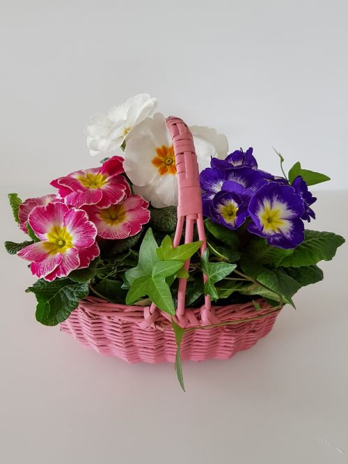 flower basket primroses primula