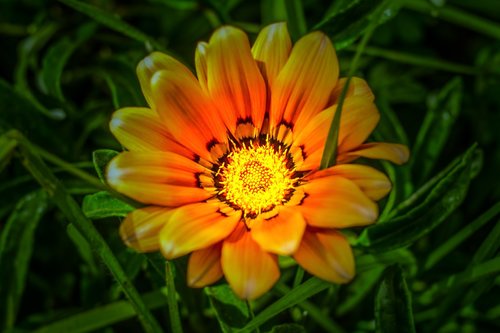 flower beautiful  illuminated  beautiful