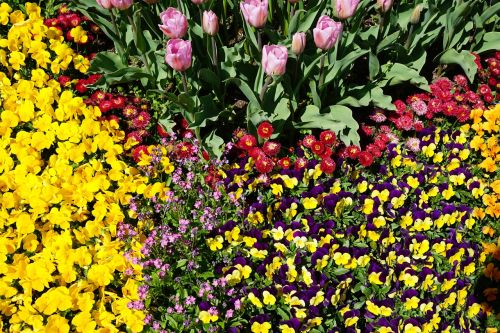 flower bed pansy tulips