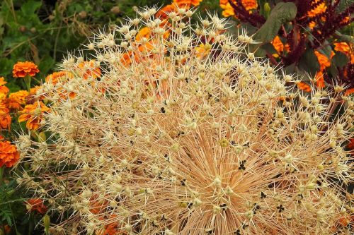 flower bed garden flowers