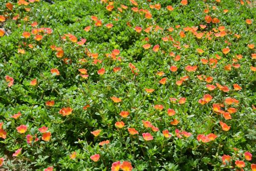 flower bed flowers orange