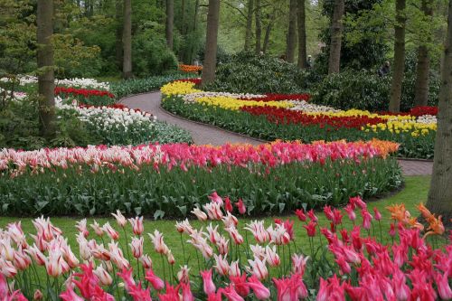 flower bed flowers flower garden