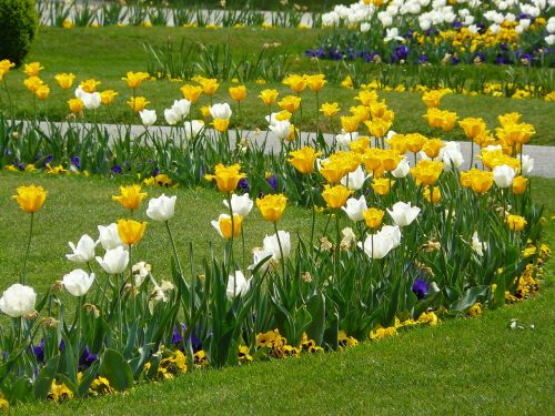 flower bed tulips tulpenbluete