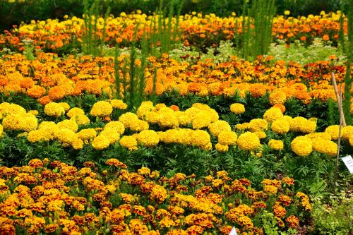 flower bed yellow orange bloom