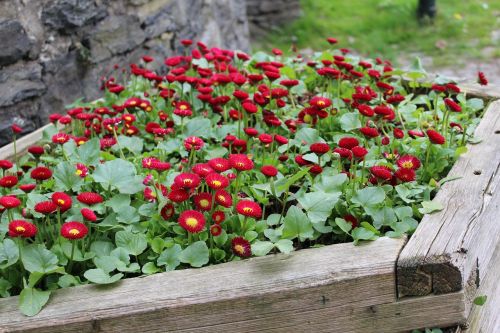 flower bed flower spring