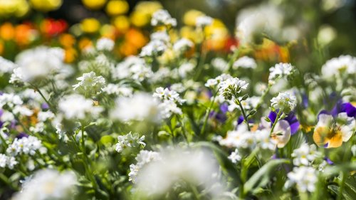 flower bed  flower  beautiful