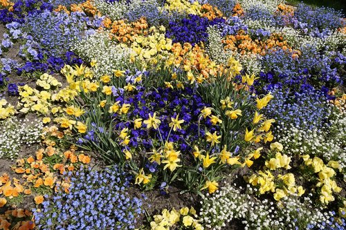 flower bed  flowers  discounts