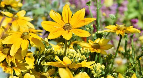 flower bed  flower meadow  flowers