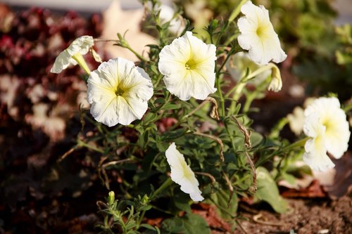 flower bed  flowers  spring