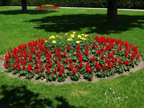 flower bed flowers red