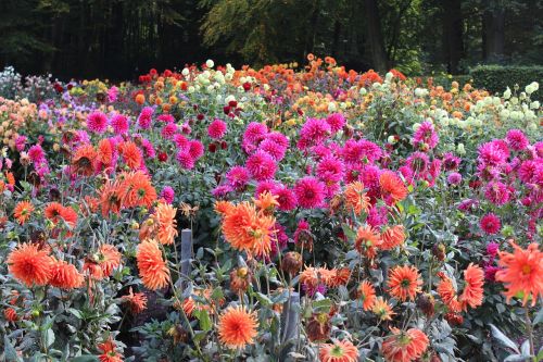 flower bed dahlias colorful