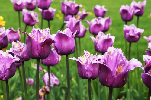 flower bed tulips garden