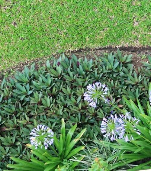 Flower Bed With Agapanthus