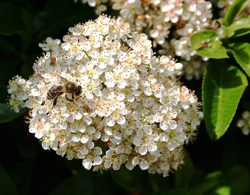 flower bee white bee