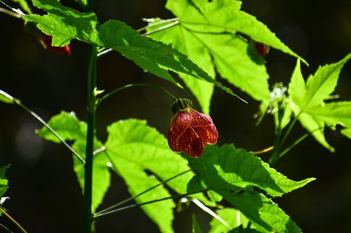 flower bell  flower  spring