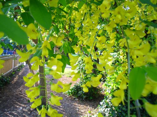 Flower  Bloom Yellow