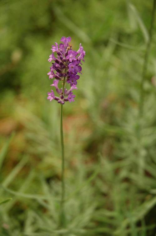 lavender flower blossom outdoor