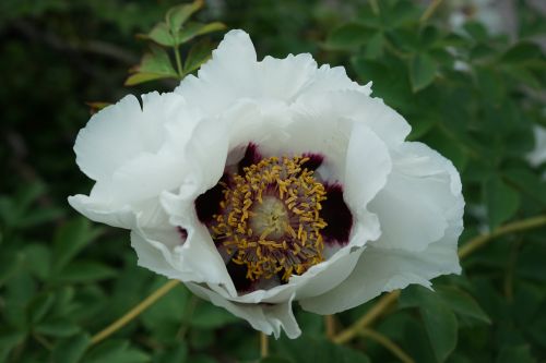 flower blossom plant close