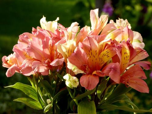 flower bouquet orange white