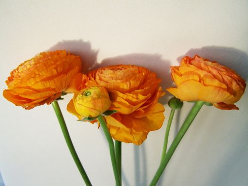 flower bouquet orange cut flower