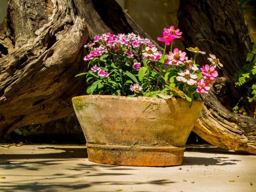 flower bowl flowers