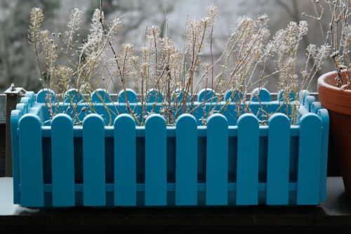 flower box flowers winter