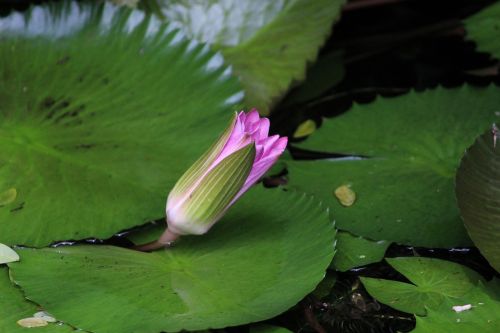 flower bud flower bud