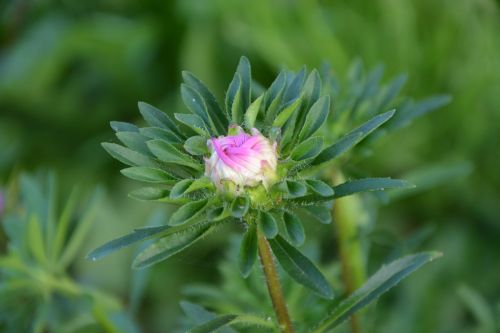 flower bud flower button