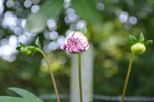 flower bud dahlia white