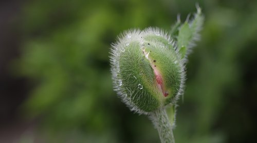 flower bud  poppy  green