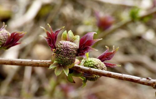 flower bud spring nature