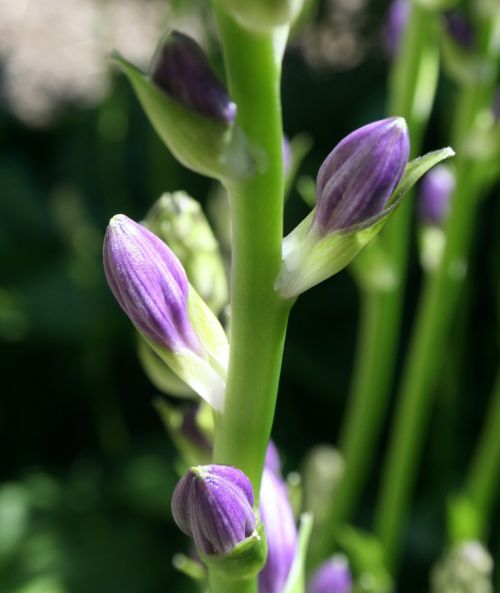 flower bud floral plant