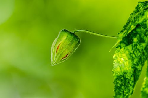 Flower Bud